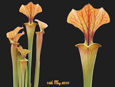 S. flava var. cuprea - Copper 