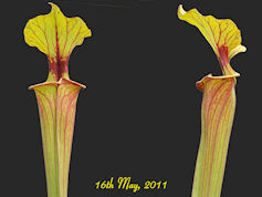 S. flava var. rubricorpora