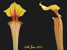 S. flava var. rubricorpora - N