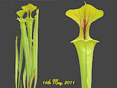 S. flava var flava - Prince Ge