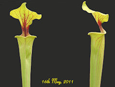 S. flava var. ornata - Cooks B