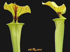 S. flava var. ornata - Apalach