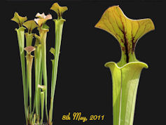 S. flava var. cuprea - Slack 1