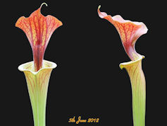 S. flava var. cuprea - ex. J. 