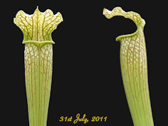 S. alata x leucophylla - 2006 