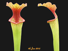 S. x moorei 'Bud Wilkerson' -