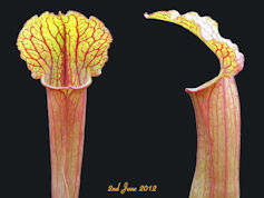 S. 'Flash' - MK H100