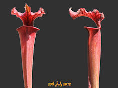 S. leucophylla x flava Giant r