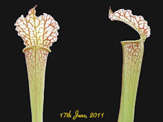 S. (x moorei 'Marston Clone' x