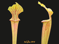 S. alata - Red lid x flava var