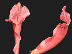 S. 'Tara' - Euroflora clone -