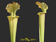 S. x moorei - Coppery top - MK