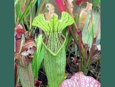 S. 'Bog Witch' - (JWe) - MK H2