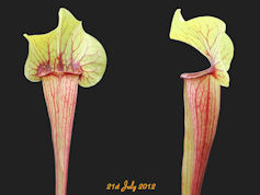 S. x exornata 'Peaches'