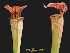 S. x chelsonii  x flava var. o