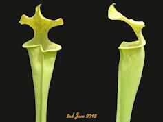 S. 'Aidans veiny thingy' - AS