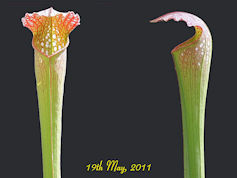 S. x excellens - 'Loch Ness?'