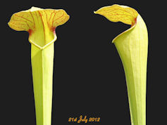 S. minor x flava var. rugelii