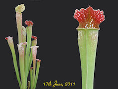 S. x excellens - Smaller, comp