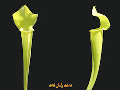 S. 'Manta Ray' - MK H251