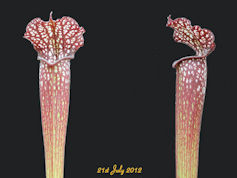 S. 'Night Sky' - MK H96