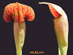 S. 'Norman Parker' - MK H56