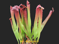 S. 'Evendine' - PJP H15