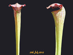 S. x excellens - 'Loch Ness' -