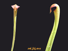 S. minor x rubra ssp. rubra lo