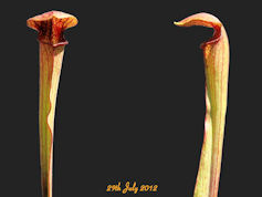 S. minor x rubra ssp. rubra lo