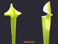 S. 'Unknown hybrid' - PJ Plant