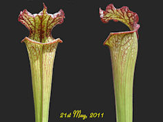 S. 'Lynda Butt' - PJP H22a