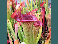 S. 'Tinkerbell's Toilet'