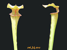 S. 'Unknown hybrid' - PJ Plant