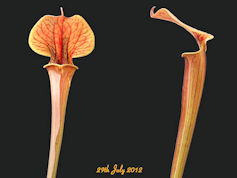 S. 'Unknown hybrid' - PJ Plant