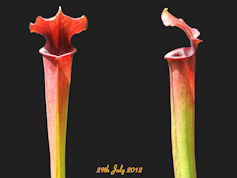 S. alata - All Red x flava var