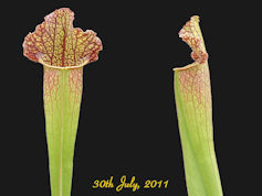 S. x mitchelliana - PJP H54