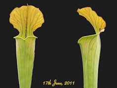 S. x popei x flava var. flava 