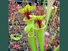 S. 'Red Wine Bordeaux' x S. fl