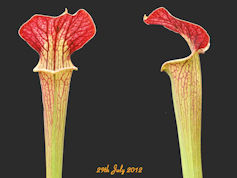 S. x moorei 'Brooks Hybrid' x 