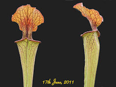 S. x willisii x flava - PJP H4