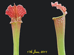 S. (leucophylla x mitchelliana