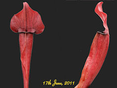 S. x exornata 'All red'