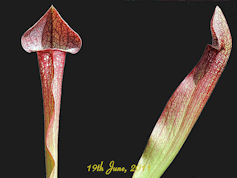 S. 'Jenny Helen' - MK H127