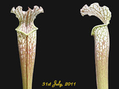 S. rubra ssp. alabamensis x le