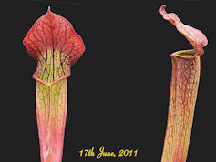 S. x willisii - Slack 1987 - P