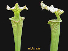 S. x moorei 'Marston Clone' -