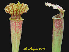 S. 'Uncle Jim's Rd 2' - MK H11