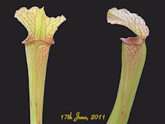 S. x readii x excellens