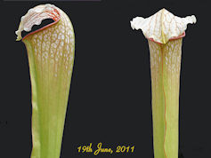 S. x excellens - Yellow flower